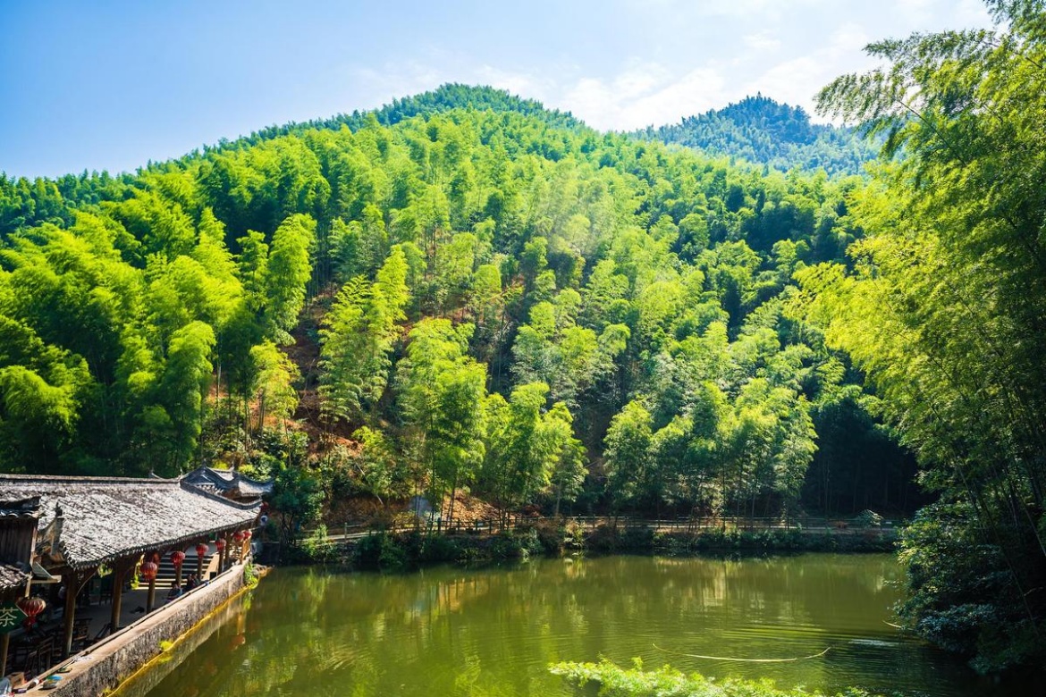 Anji China Bamboo Sea